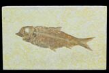 Fossil Fish (Knightia) - Green River Formation #122795-1